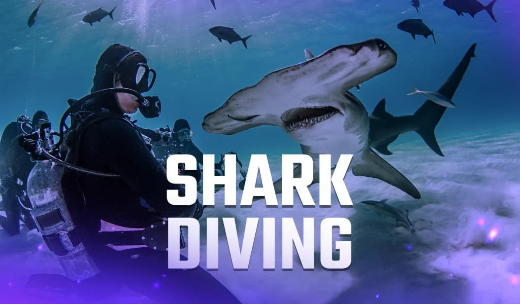 Scuba divers underwater near a swimming hammerhead shark and schools of fish.